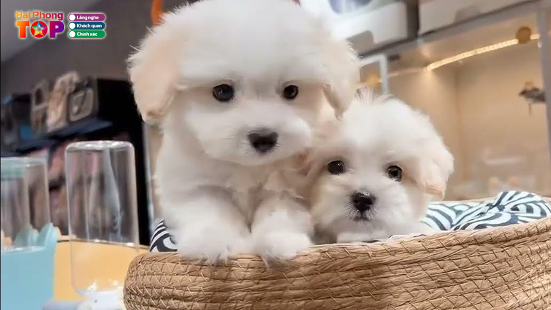 Aini-pet-haiphongtoplist