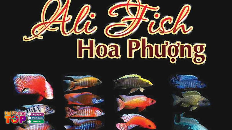 Ca-canh-ali-hoa-phuong-haiphongtoplist