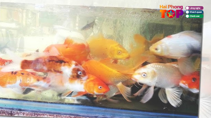 Ca-canh-hien-phuong-haiphongtoplist