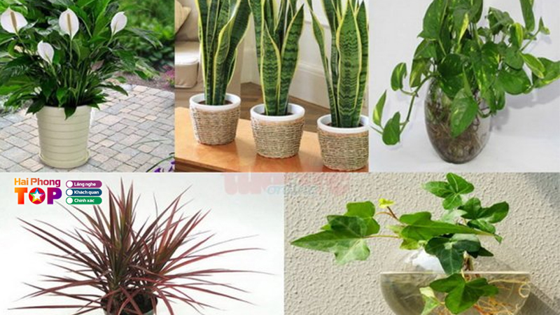 Cay-canh-3-mien-haiphongtoplist