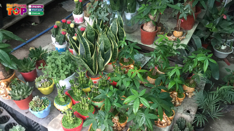 Cay-canh-cho-hang-haiphongtoplist