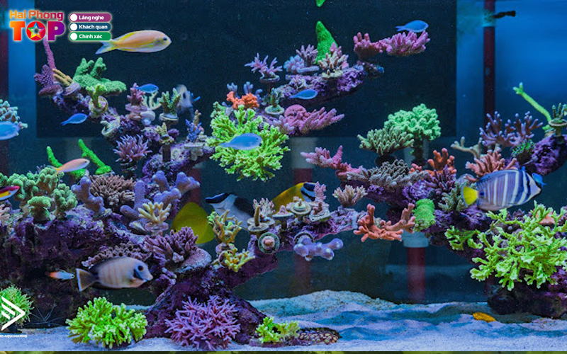 Cua-hang-aquan-haiphongtoplist