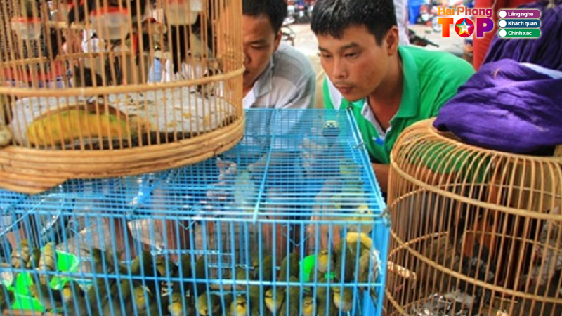 Cua-hang-chim-canh-quang-hoan-haiphongtoplist