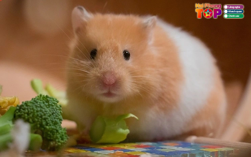 Home-pet-haiphongtoplist