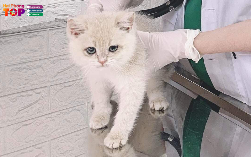 Phong-kham-thu-y-mypet-haiphongtoplist-1