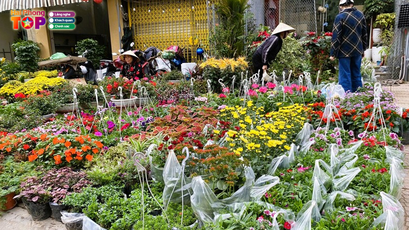 San-xuat-chau-cay-canh-haiphongtoplist