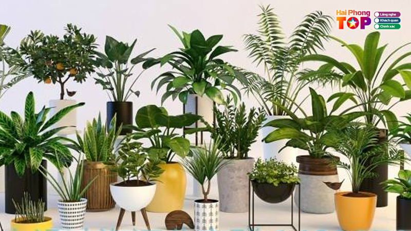 Shop-au-hien-haiphongtoplist