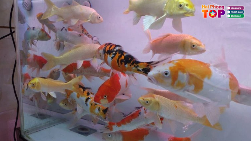 Shop-ca-canh-phuong-phong-haiphongtoplist