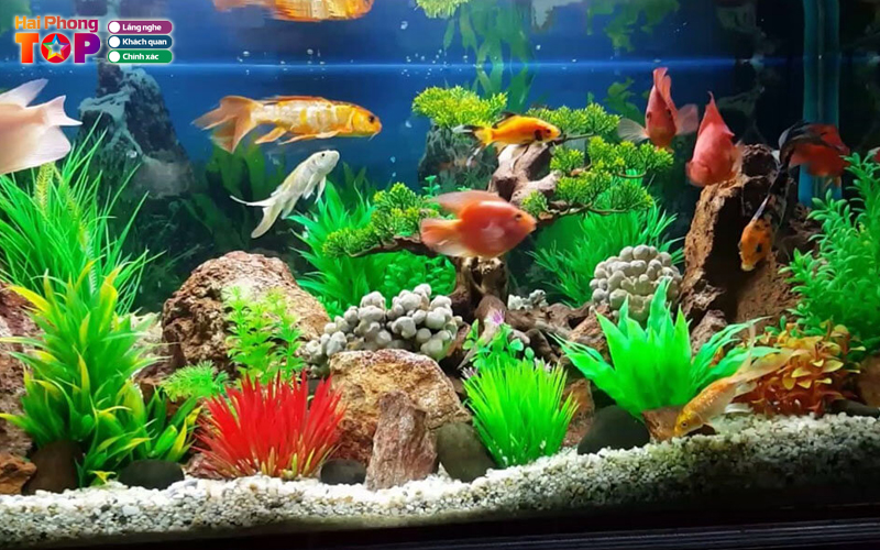 Tho-aquarium-haiphongtoplist
