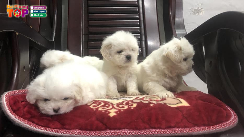 Viet-ha-pet-shop-haiphongtoplist-1