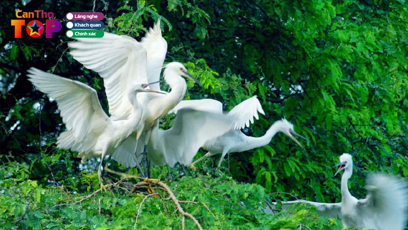 Vuon-co-bang-lang-can-tho-goc-binh-yen-mien-song-nuoc-canthotoplist